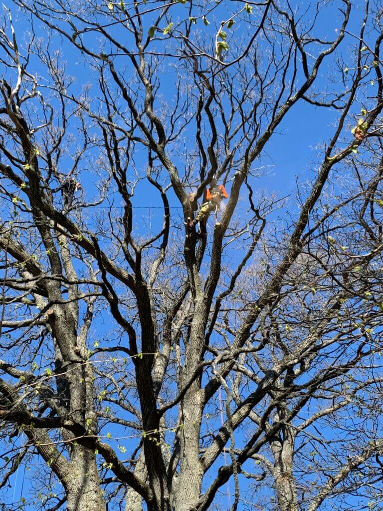 Din Arborist Vendelsö AB -Om oss