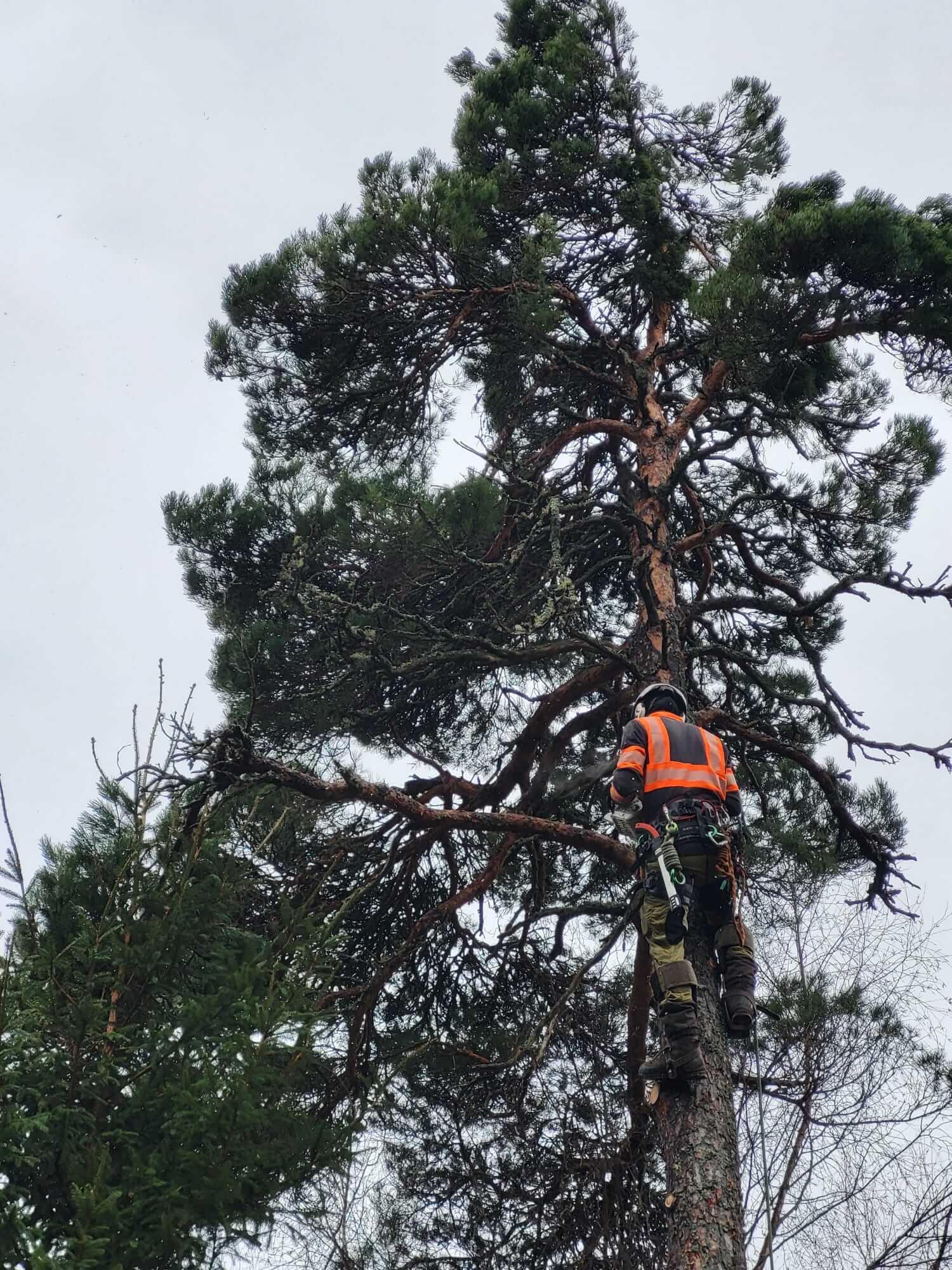 Trädvård i Stockholm