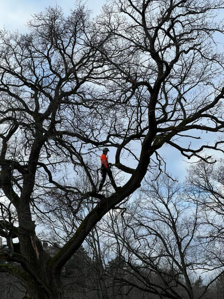 Din Arborist - Trädvård i Stockholm