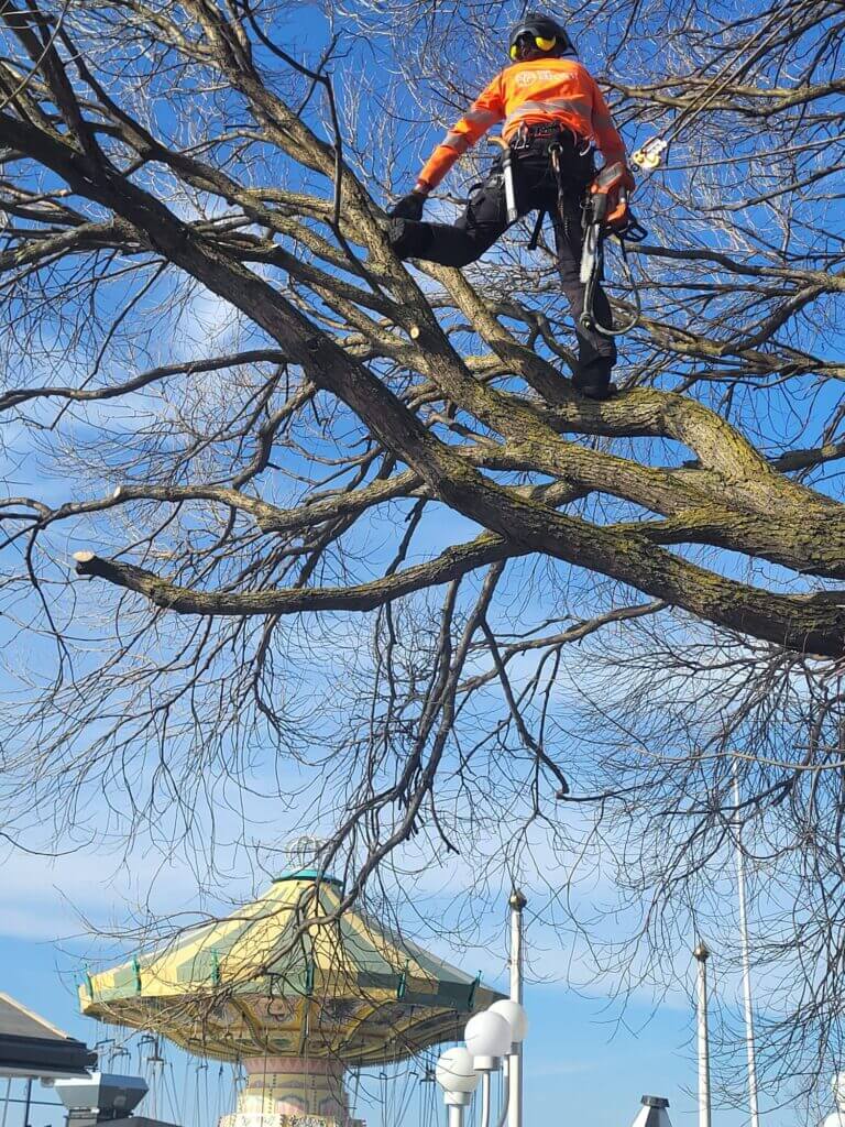 Trädvård i Stockholm - Din Arborist Vendelsö AB